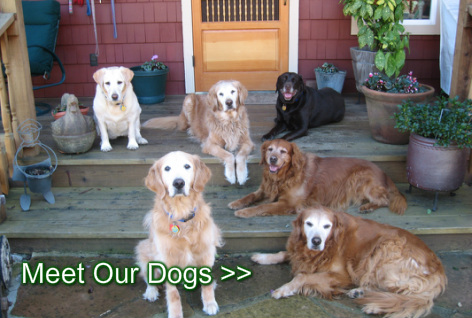 Lily's Legacy Senior Dog Sanctuary - Home