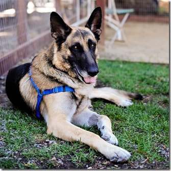 Lily's Legacy Senior Dog Sanctuary Featured Dog