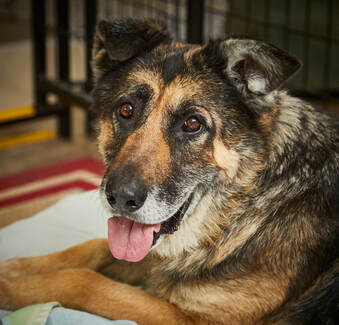 Lily's Legacy Senior Dog Sanctuary Featured Dog